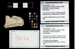 Foto (Objekt + Etikett) von Cracensigillatus acutirostrus (Moericke, 1889)  (NHMW-GEO-2014-0194-0672)